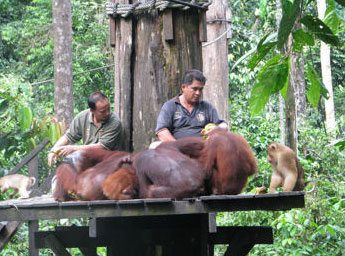 Borneo Sandakan-09